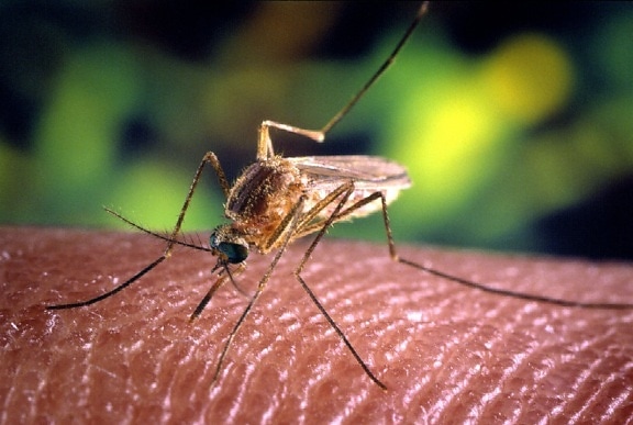dettagli, macro, immagine, di zanzara