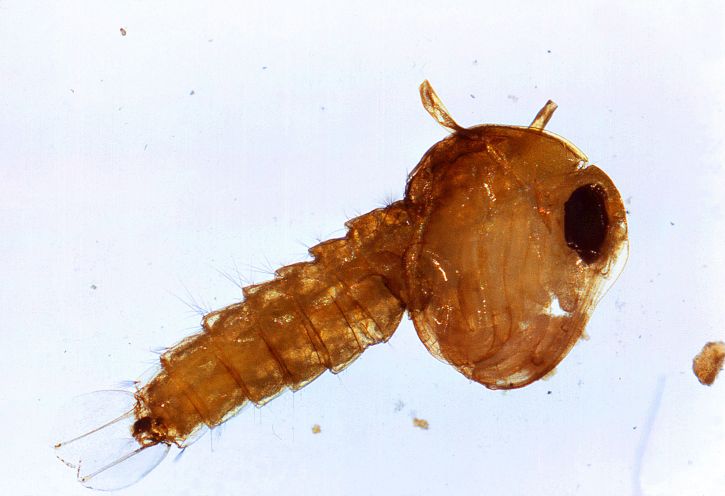 enlarged, culex quinquefasciatus, mosquito, pupa