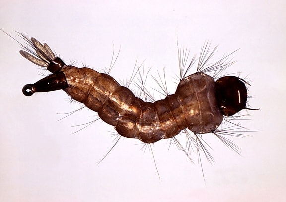 genişlemiş, aedes triseriatus, Sivrisinek, larva