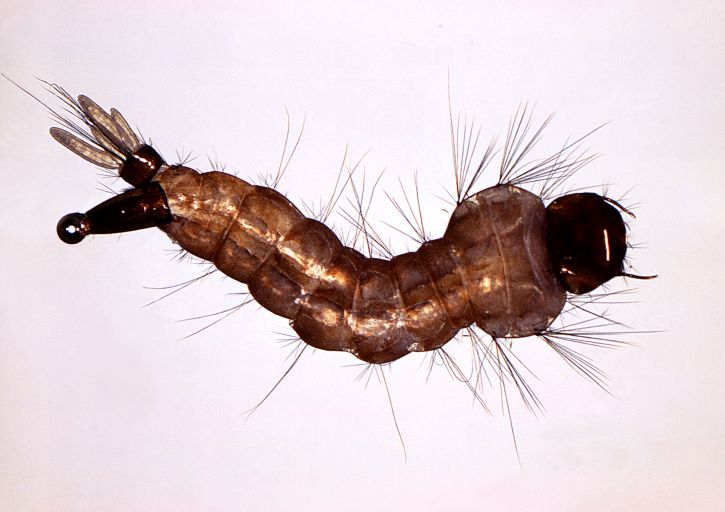 zväčšená, komár aedes triseriatus, larva