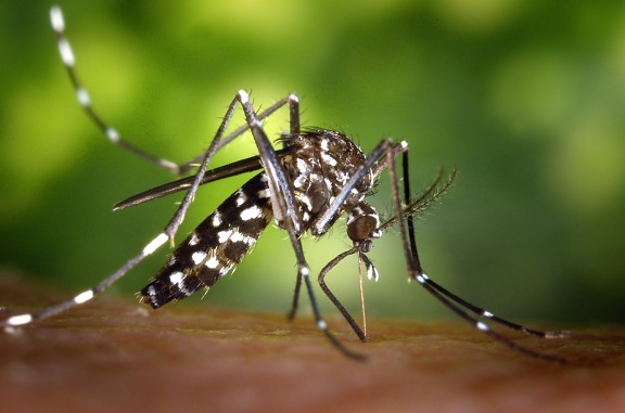 female, aedes albopictus, mosquito, feeding, human, host