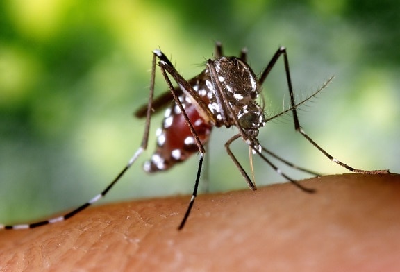 weiblich, Aedes albopictus, Mücke, Insekt, aus der Nähe, Details, Makro, Insekt, Foto
