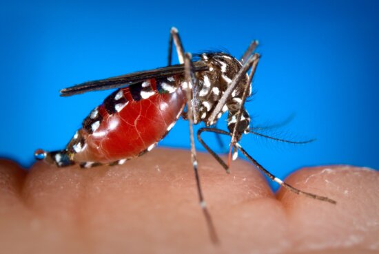 female, aedes albopictus, mosquito, feeding, human, blood, meal, becoming, engorged, blood