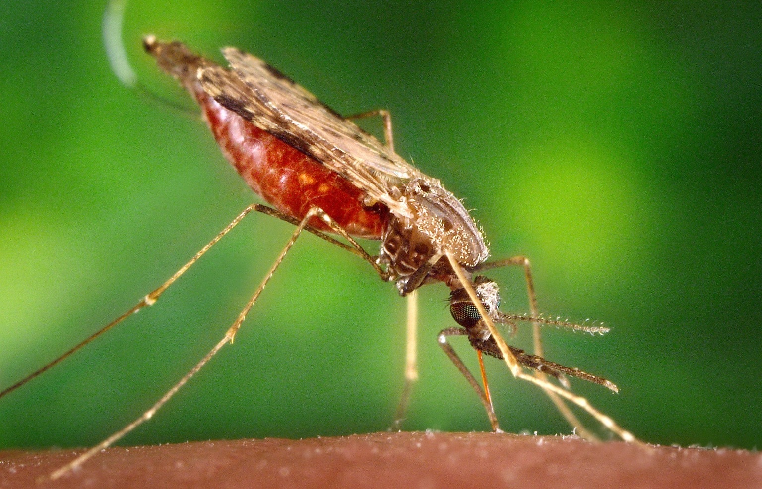 Малярийный комар (род Anopheles)