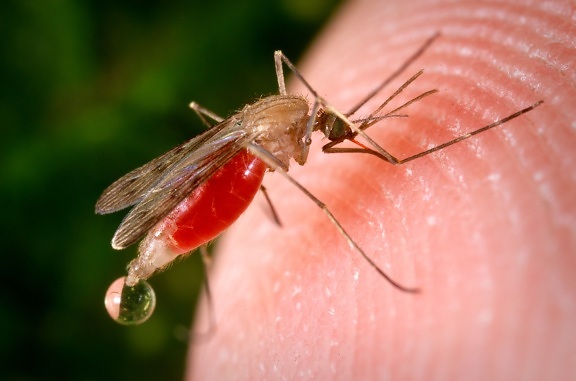 mosquito, feeding, blood, up-close, insect