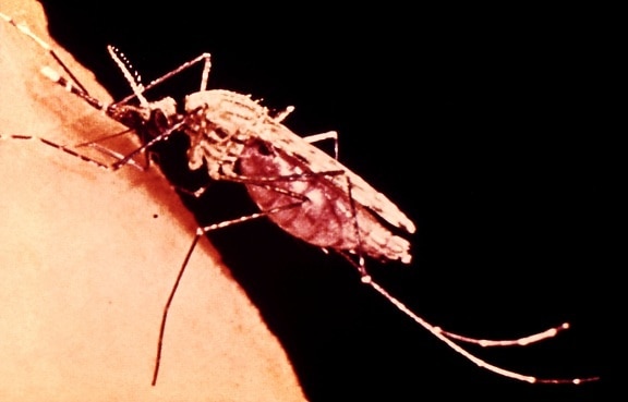 samica anopheles komára, kŕmenie, ľudské, rameno, žena, komár, kanály, krv