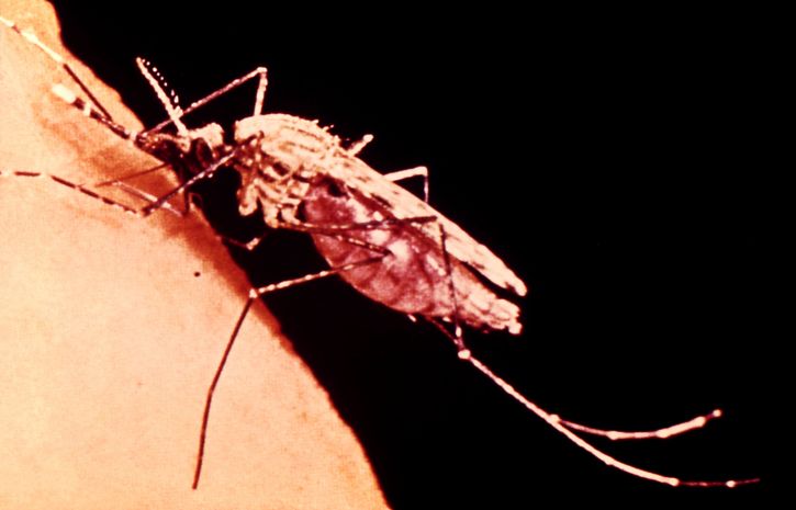 fêmea anopheles, mosquito, alimentação, humanos, braço, fêmea, mosquito, feeds, sangue
