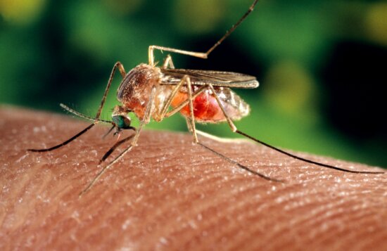 female, mosquito, insect, feeding, macro, photo