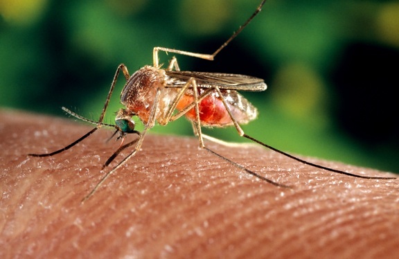 жінки, комарів, Комаха, годування макрос, Фото