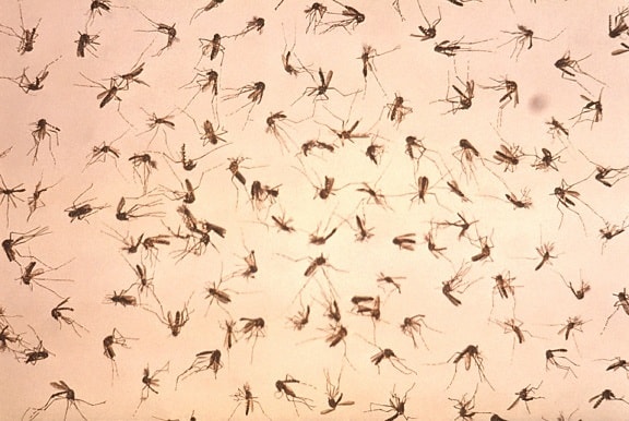 group, dead, adult, mosquitoes, scattered, uniformly, t, field, vector, control, study