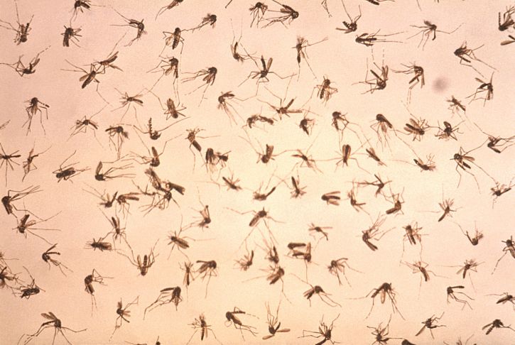Skupina, mrtvé, dospělý, komáři, rozptýlené, jednotně, t, pole, vektor, řízení, studie