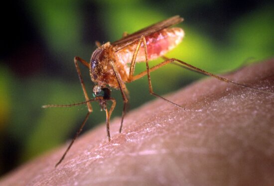 high, definition, macro, insect, image, mosquito