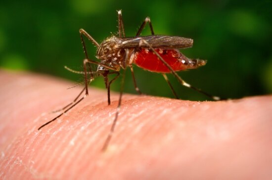 macro, image, mosquito, insect, aedes japonicus, ochlerotatus japonicus