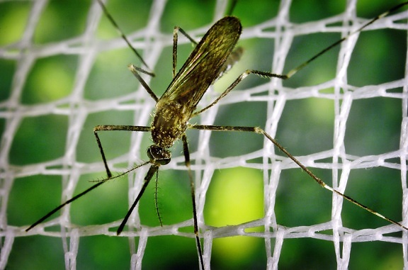 macro, image, mosquito, insect, ochlerotatus japonicus, close