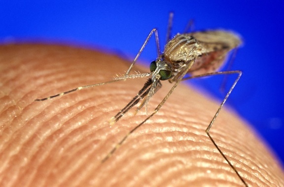 macro, mosquito, inage, anopheles gambiae, feeding, skin