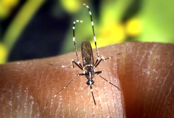 комаров, деталей изображения