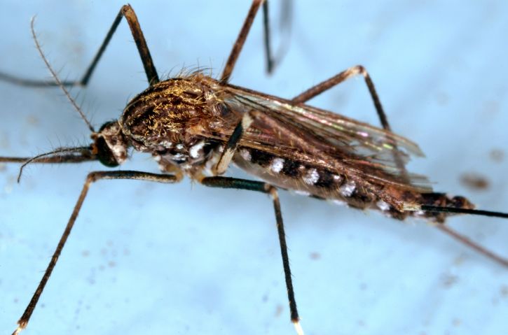 muggen, insecten, ochlerotatus japonicus