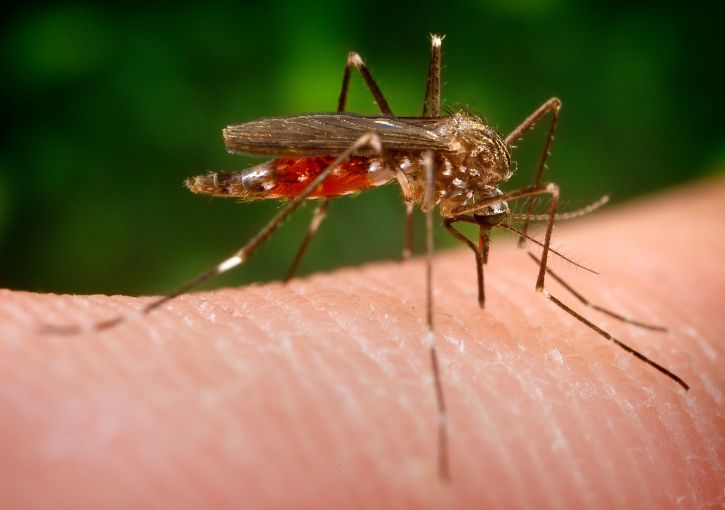 zanzara Aedes japonicus, Ochlerotatus, japonicus, esemplare, Notre Dame, colonia