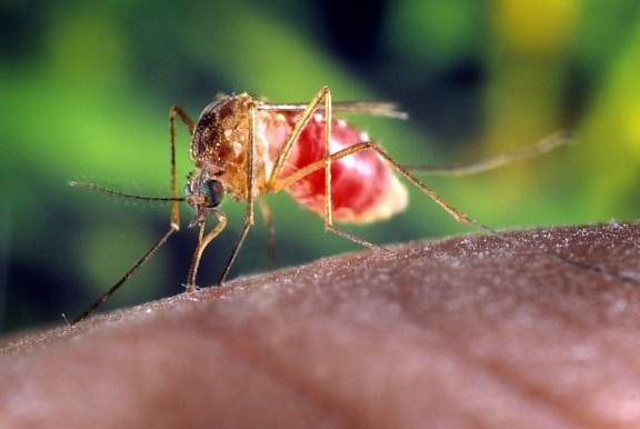 Sivrisinek, insan
