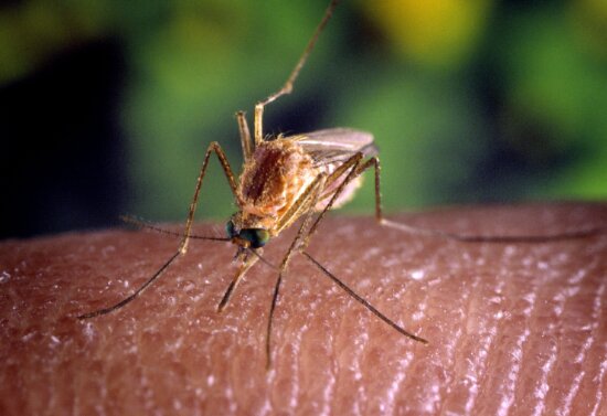 mosquito, human, skin, eating, macro, image
