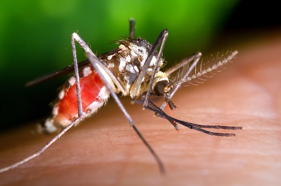 ochlerotatus triseriatus, mosquito, blood, meal, up-close, insect