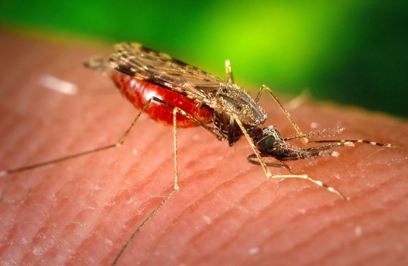 photograph, female, anopheles albimanus, mosquito, feeding, human, host