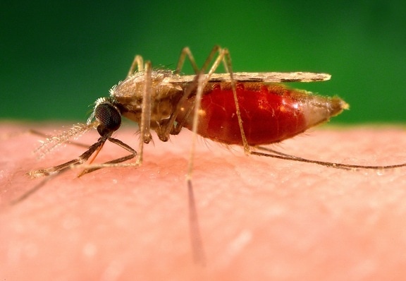 photograph, shows, anopheles minimus, malaria, vector, orient, mosquito, lateral, perspective