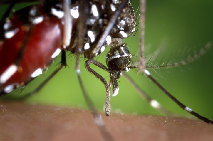 trompa, Aedes albopictus, mosquitos, alimentación, humana, sangre