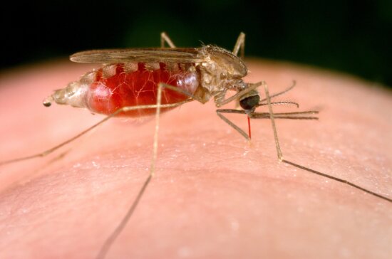 female, anopheles, freeborni, taking, blood, meal, human, host, pumping, ingested, blood