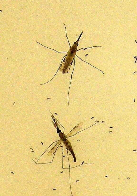 dwa, anopheles gambiae, komary, Kobieta, top, obrazu, przetwarzać, jajko, układanie