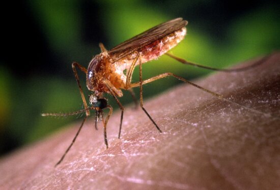 up-close, details, image, mosquito