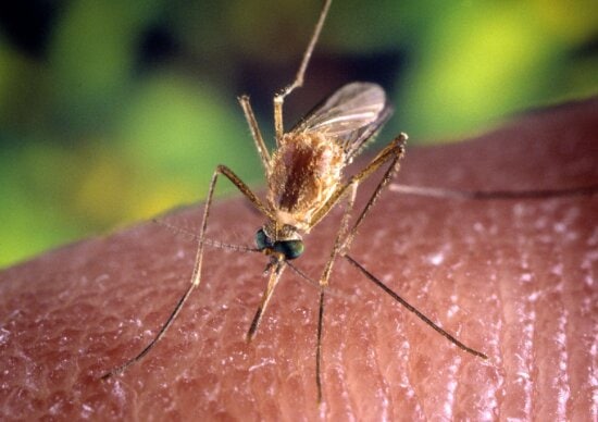 up-close, mosquito