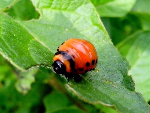 potato, bug, insect, eating, green leaves