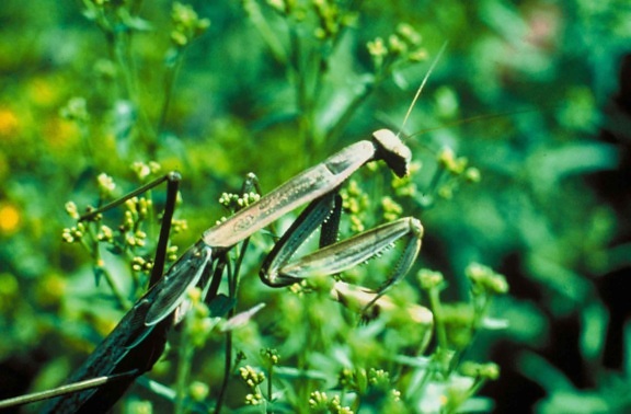 绿色, 螳螂, 昆虫, stagmomantis, 卡罗莱纳