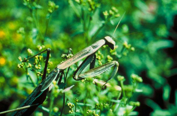 grün, Gottesanbeterin, Insekt, Stagmomantis, Carolina