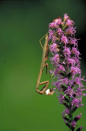 προσεύχεται mantis, έντομο, mantis religiosa, πυκνό, blazingstar, λουλούδι