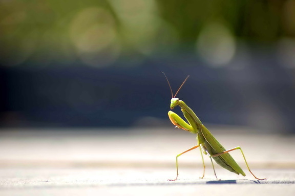 Praying mantis, insekt, foto