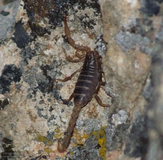 Scorpion, insecten