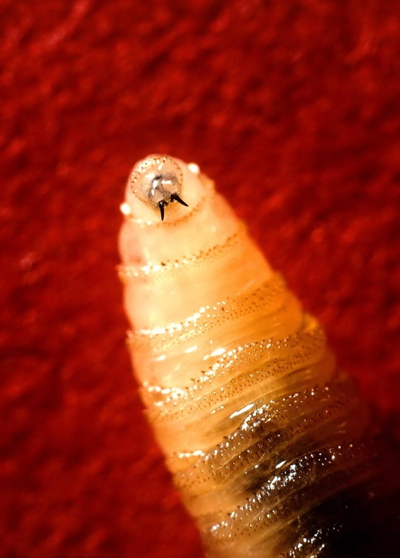 gusano barrenador, larva, cerca