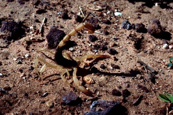 Arizona, kôra, scorpion, centruroides sculpturatus