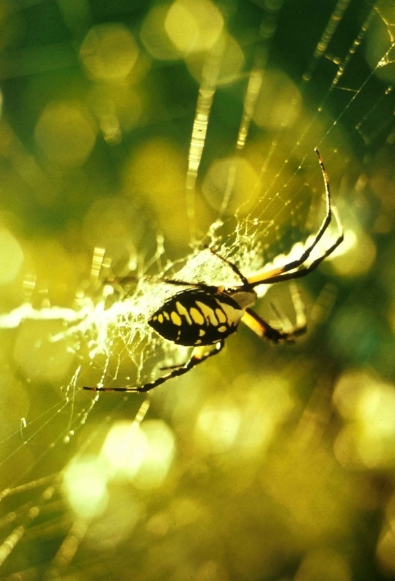 garden, spider, spider, web, macro, photography