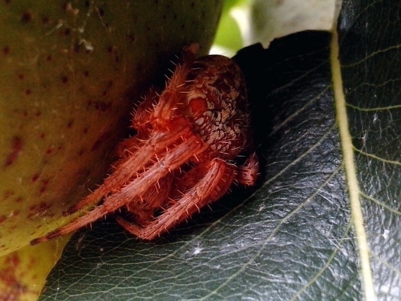 large, fruit, spider