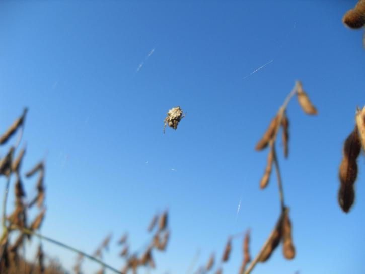 small, spider, soybean, field