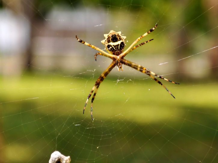spider, net, close