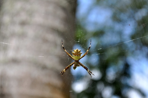 spider, insect, net