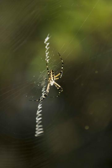 hämähäkki, pyörii, web