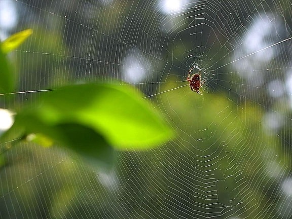 pavúk, web