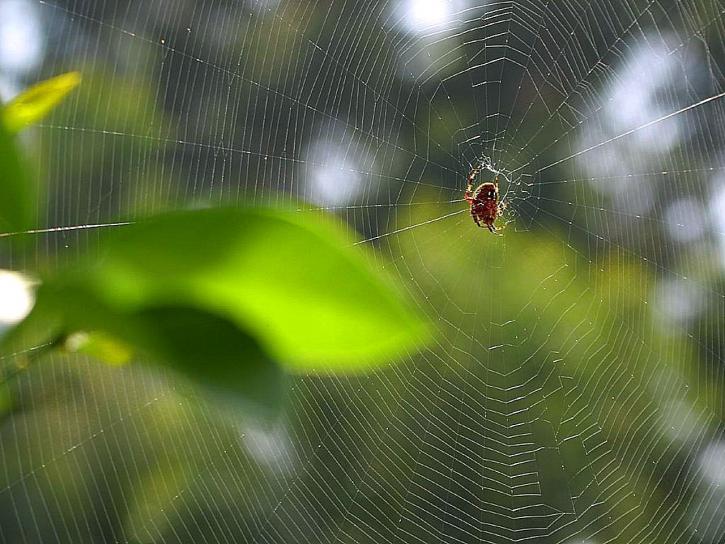 蜘蛛, 网络