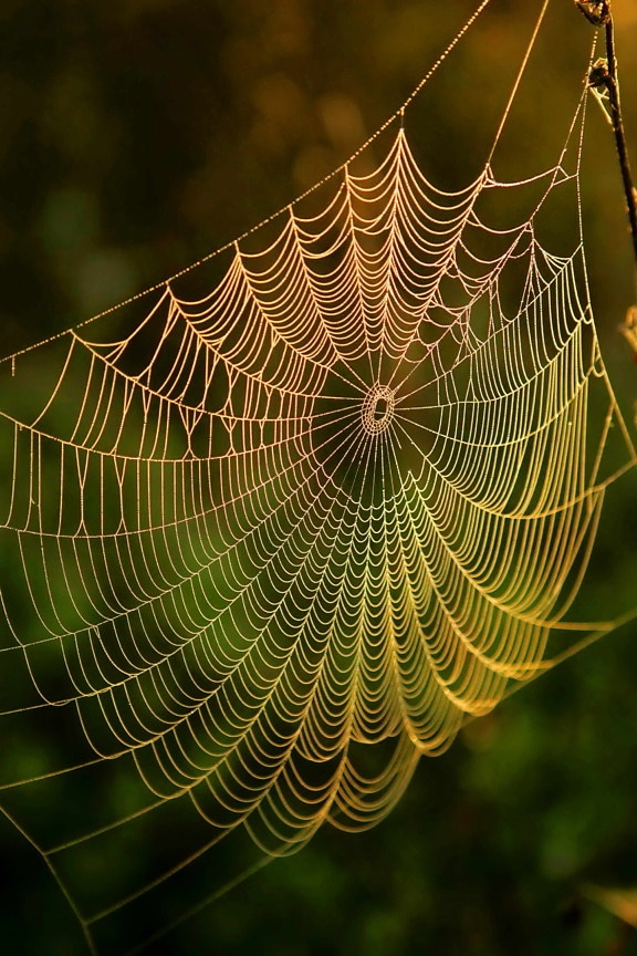 spider, web, water, dews, sunrise