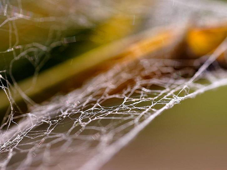 edderkopp, webs
